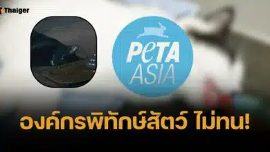 PETA จวก ผู้กำกับแม่หยัว ควรถูกห้ามทำงานกับสัตว์ ปมวางยาสลบแมว