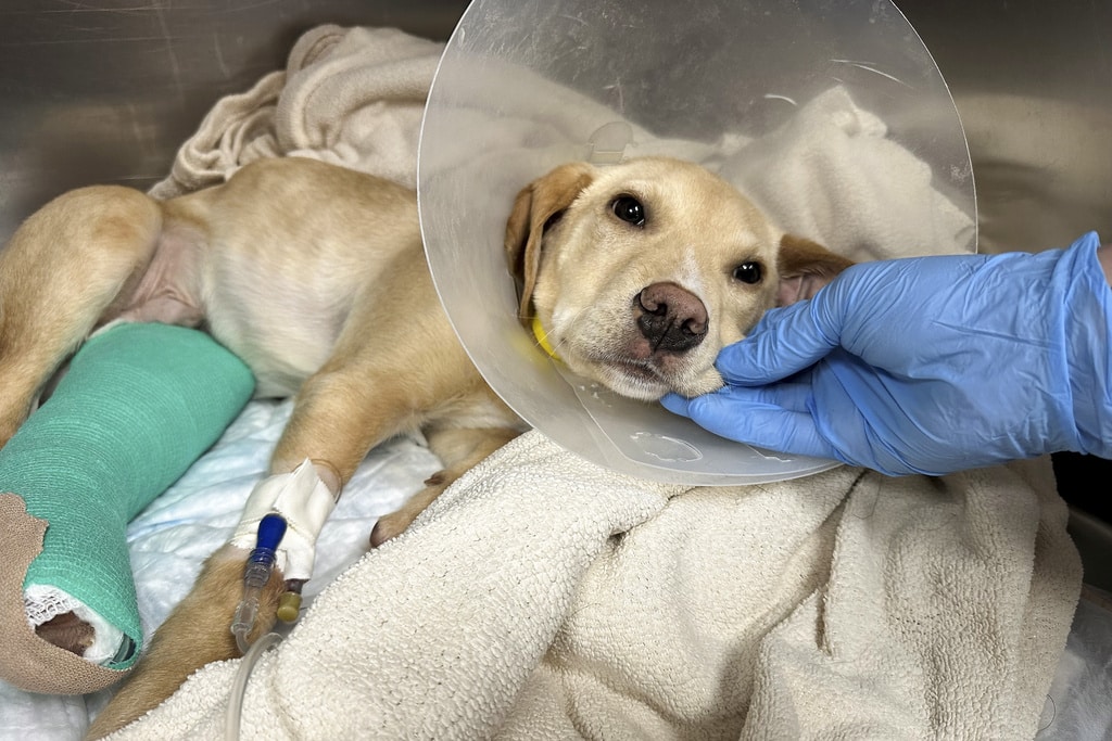 After surviving a plane crash in the Catskill Mountains on Sunday, Whiskey, a Labrador-mix puppy, rests at the Pieper Memorial Veterinary Center, Tuesday, Nov. 26, 2024, in Middletown, Conn. 