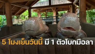 ย้ายฮิปโปแคระ สวนสัตว์เขาเขียว