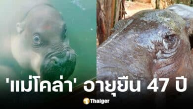 เปิดประวัติแม่โคล่าฮิปโปแคระ อายุยืน 47 ปี จากสวนสัตว์โคราช