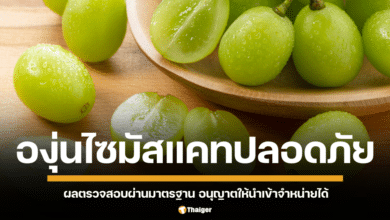 สำนักงานคณะกรรมการอาหารและยา ยัน องุ่นไชน์มัสแคท 6.9 ตัน ปลอดภัย กักตรวจเข้ม ผ่านมาตรฐานทุกตัวอย่าง