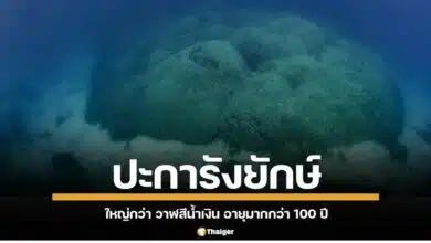 นักวิทยาศาสตร์ค้นพบปะการังขนาดใหญ่ที่สุดเท่าที่เคยมีการบันทึกไว้ในมหาสมุทรแปซิฟิกตะวันตกเฉียงใต้ ขนาดใหญ่กว่า วาฬสีน้ำเงิน อายุมากกว่า 100 ปี