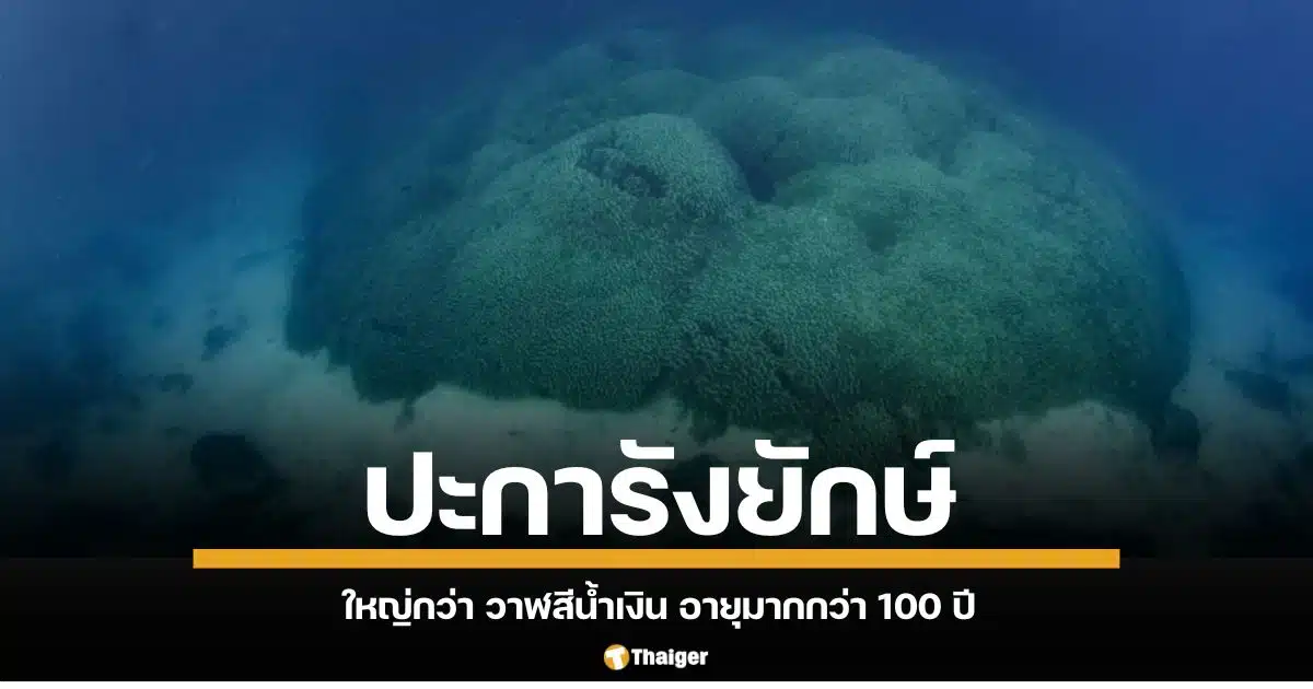 นักวิทยาศาสตร์ค้นพบปะการังขนาดใหญ่ที่สุดเท่าที่เคยมีการบันทึกไว้ในมหาสมุทรแปซิฟิกตะวันตกเฉียงใต้ ขนาดใหญ่กว่า วาฬสีน้ำเงิน อายุมากกว่า 100 ปี