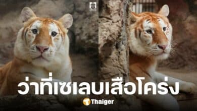 เผยโฉม น้องเอวา เสือโคร่งตาแป๋ว-หน้าหวาน แห่งเชียงใหม่ไนท์ซาฟารี