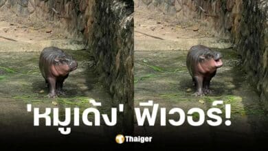 เปิดสถิติหมูเด้ง ต.ค 67 ช่วงนี้เที่ยวสบาย ไม่ต้องแย่งกันดู