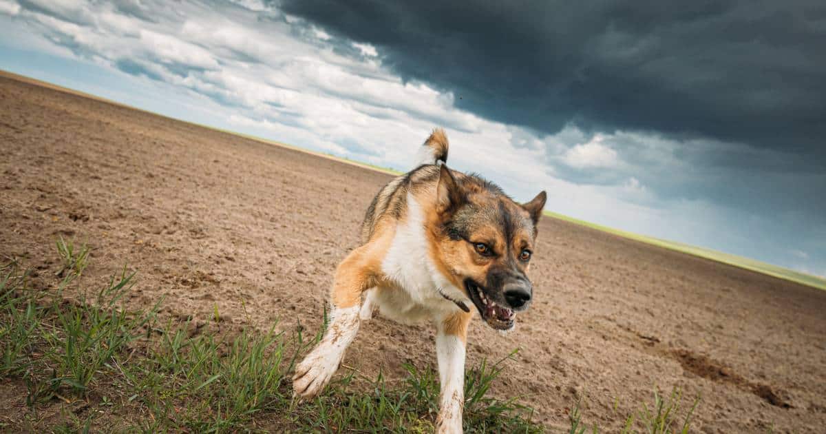 วิธีป้องกันโรคพิษสุนัขบ้า