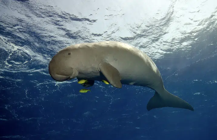 พะยูนในประเทศไทยเป็นสัตว์คุ้มครอง