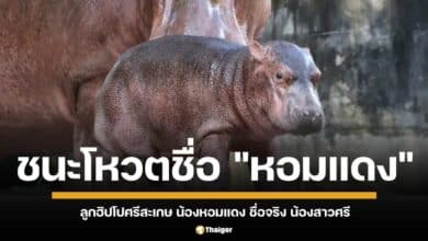 ปิดฉากโหวตเลือกชื่อลูกฮิปโปศรีสะเกษ "หอมแดง" คว้าแชมป์ ด้วยคะแนนกว่า 5 หมื่นเสียง จากผู้ร่วมโหวตทั้งหมด 83,931 คน