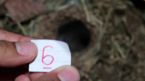 เลขเด็ด พญาบึ้ง 1 12 67