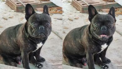 ประกาศสุนัขหาย ปีเตอร์