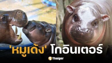 หมูเด้งคว้ารางวัลมีมแห่งปี 2024 ด้วยยอดโพสต์ 7.7 ล้าน