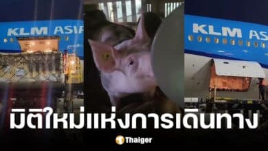 สายการบิน KLM ขนหมู 100 ตัว สุดท้ายทนกลิ่นไม่ไหวต้องลงจอดฉุกเฉิน