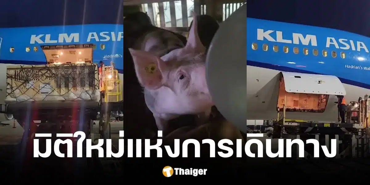 สายการบิน KLM ขนหมู 100 ตัว สุดท้ายทนกลิ่นไม่ไหวต้องลงจอดฉุกเฉิน