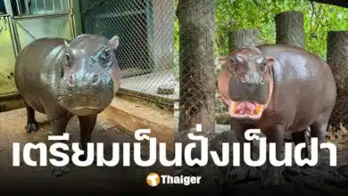 ขันหมากพร้อม หมูตุ๋น เตรียมสู่ขอ หมูมะนาว วันจันทร์นี้ เรียนเชิญแขกทุกท่านร่วมงาน