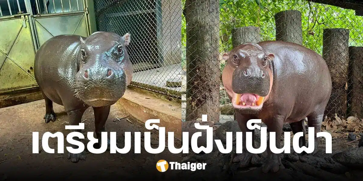 ขันหมากพร้อม หมูตุ๋น เตรียมสู่ขอ หมูมะนาว วันจันทร์นี้ เรียนเชิญแขกทุกท่านร่วมงาน