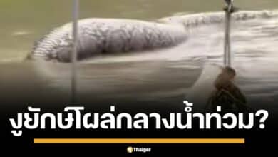คลิปปริศนา สัตว์ประหลาดคล้ายงูขนาดยักษ์ ลอยอืดกลางน้ำท่วม