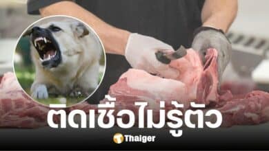 เถ้าแก่ร้านขายเนื้อหมา ติดเชื้อพิษสุนัขบ้าดับ หมอคาดแพร่จากตอนแล่