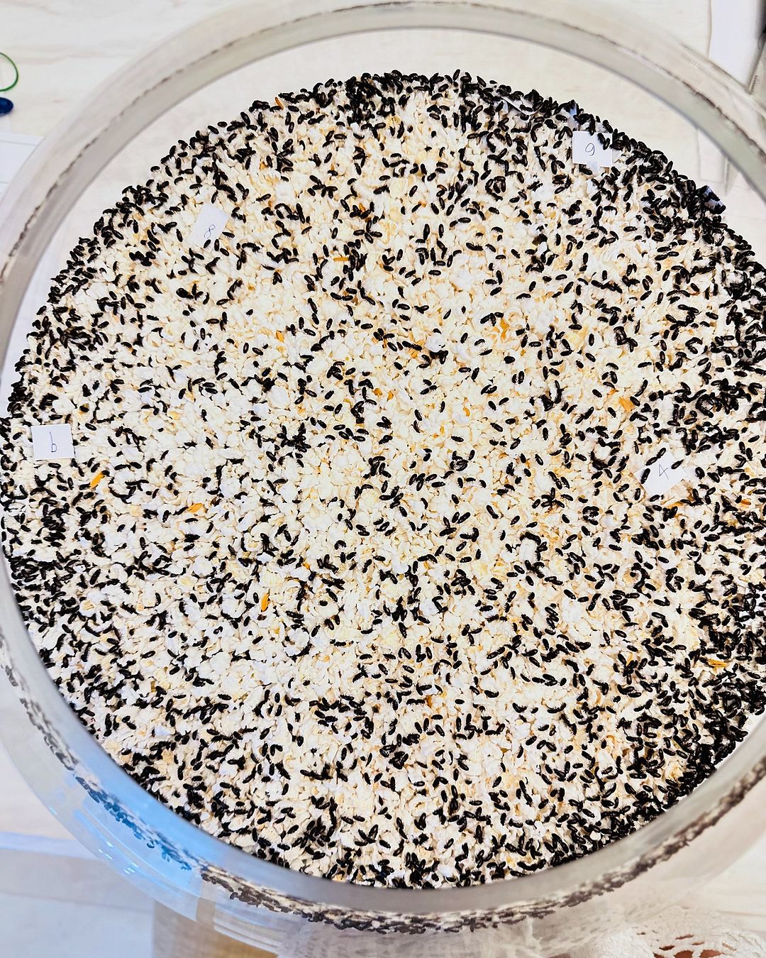 เลขเด็ด น้องกระดิ่ง งวด 1 ธ.ค. 67