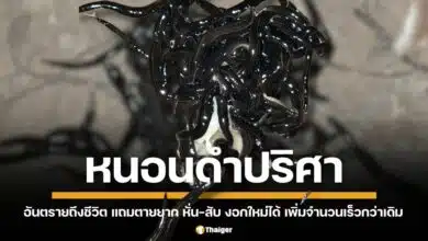 เฉลยเอเลี่ยนสปีชีส์ปริศนา คือ หนอนตัวแบนนิวกินี อันตรายถึงชีวิต! แพร่เชื้อ "พยาธิปอดหนู" ทำลายระบบประสาท ปวดหัว อาเจียน อาจรุนแรงถึงขั้นเสียชีวิต