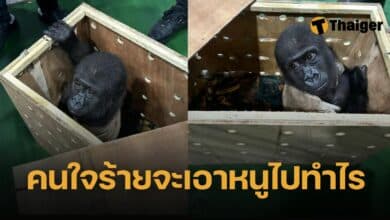 ซุก 'ลูกกลิงกอริลลา' ในลังไม้ เตรียมส่งมาไทย