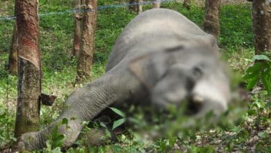 ช้างถูกยิง