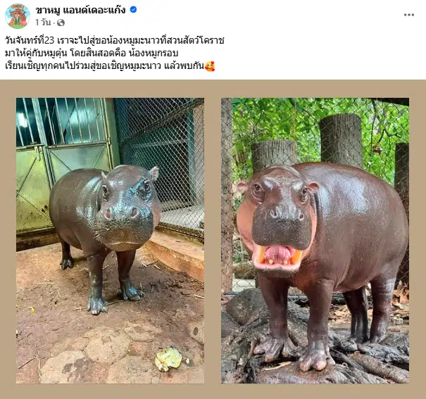 หมูตุ๋น เตรียมไปสู่ขอหมูมะนาวในวันจันทร์นี้