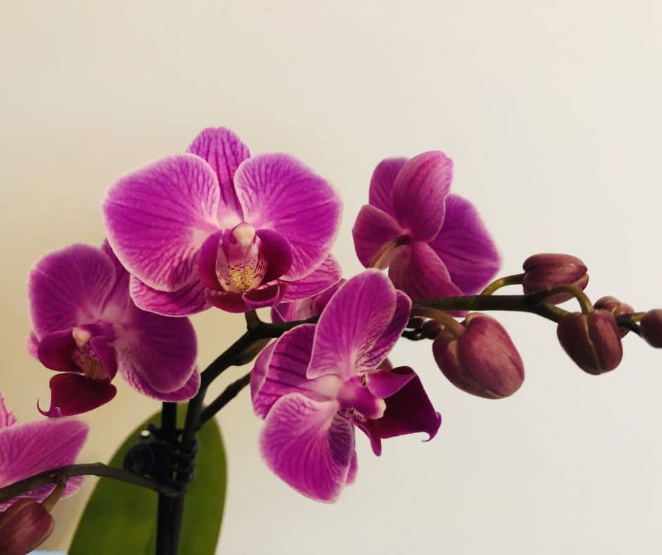 ดอกราชีนีกล้วยไม้