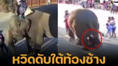 เปิดคลิป นาทีชีวิต อุ้มเด็กลอดท้องช้าง เกือบถูกเหยียบตาย เกิดเหตุที่จังหวัดสระแก้ว
