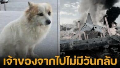 สะเทือนใจหมาชื่อพุดดิ้งนั่งรอเจ้าของ ไม่รู้ว่าประสบอุบัติเหตุจากเครื่องบินเชจู แอร์ไถลออกนอกรันเวย์