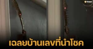 คลิปตุ๊กแกแย่งตะขาบ คอหวยตีเลขเด็ด หวยรัฐบาลไทย งวด 1 กุมภาพันธ์ 2568