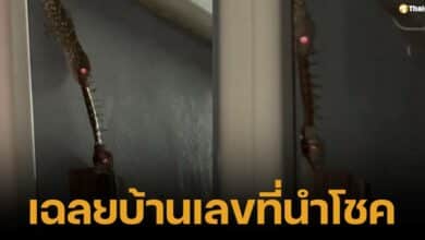 คลิปตุ๊กแกแย่งตะขาบ คอหวยตีเลขเด็ด หวยรัฐบาลไทย งวด 1 กุมภาพันธ์ 2568