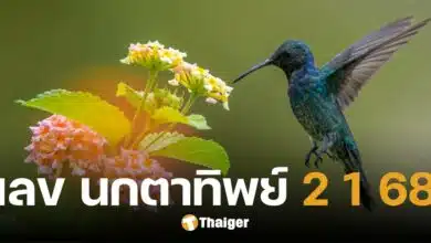 เลขเด็ด นกตาทิพย์ งวด 1 ก.พ. 68 ให้ 7 มาแรงสุด ส่องด่วน ลุ้นรวยรับต้นเดือน