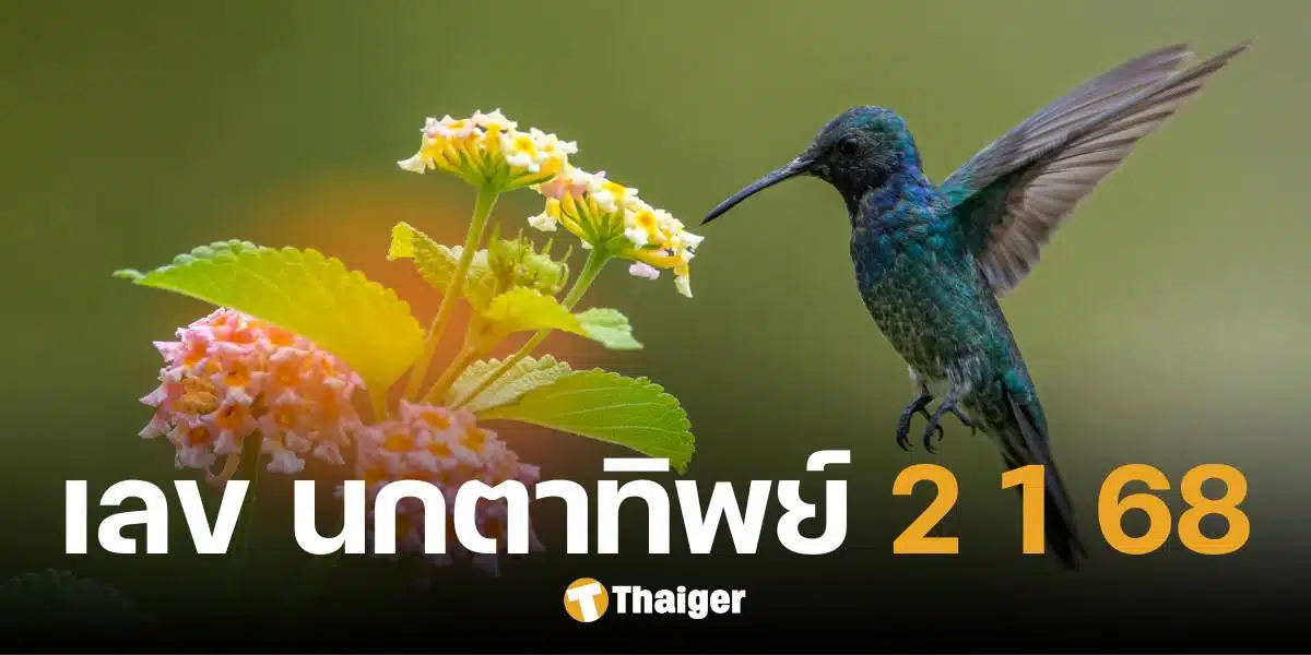 เลขเด็ด นกตาทิพย์ งวด 1 ก.พ. 68 ให้ 7 มาแรงสุด ส่องด่วน ลุ้นรวยรับต้นเดือน | Thaiger ข่าวไทย