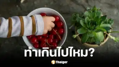 เด็ก 4 ขวบแอบกินเชอร์รี่ พนักงานขู่ปรับ 90 หยวน