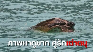 ภาพเต่าตนุผสมมพันธุ์ 2568