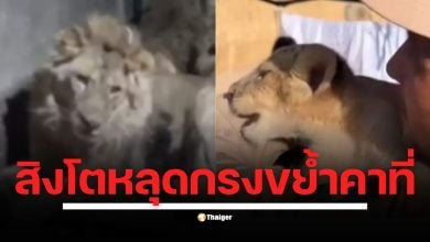 ย้อนโศกนาฏกรรม เหตุสลดในอุซเบกิสถาน เจ้าหน้าที่สวนสัตว์วัย 44 ปี เข้าไปในกรงสิงโตกลางดึกเพื่อถ่ายวิดีโอ โดนสิงโตโจมตีจนเสียชีวิต สิงโตสองตัวถูกยิงยาสลบ และอีกตัวถูกยิงตาย