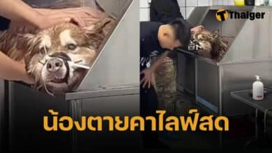 ครูฝึกเน็ตไอดอล มัดปากสุนัข จับไลฟ์สดอาบน้ำ จนตายอย่างทรมาน (คลิปเหี้ยม)