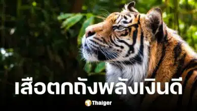 เลขเด็ด เสือตกถังพลังเงินดี งวด 1 2 68