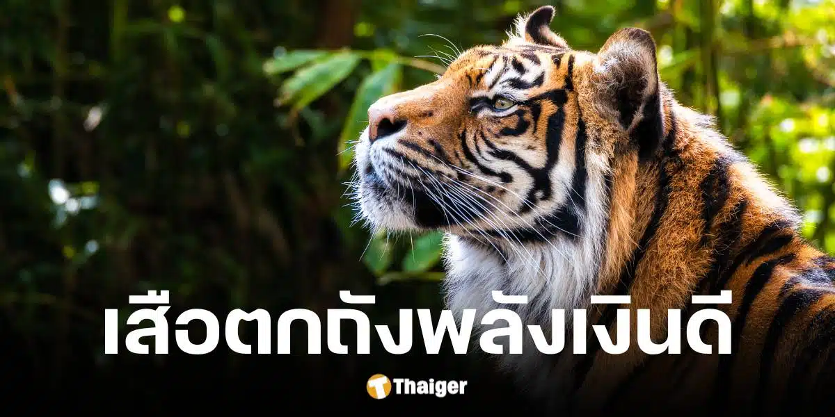 เลขเด็ด เสือตกถังพลังเงินดี งวด 1 2 68 แจกเลขเด่น-รอง พร้อมเลขท้ายเน้น ๆ | Thaiger ข่าวไทย