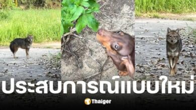 ติ๊กต๊อกเกอร์พาหมาไปเดินเล่นเจอหมาป่า