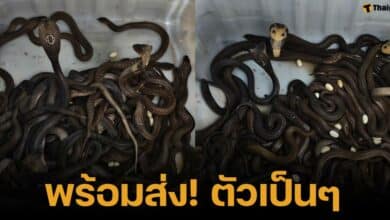 ไวรัล แม่ค้าโพสต์ขายงูเห่า ชาวเน็ตคอมเมนต์กว่า 1หมื่น