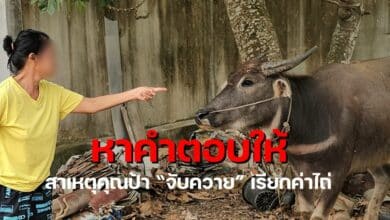 ป้าจับควายเป็นตัวประกันชลลบุรี