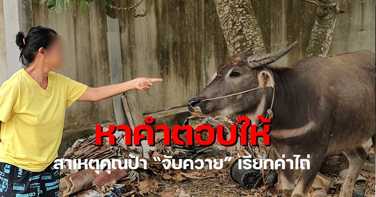 ป้าจับควายเป็นตัวประกันชลลบุรี