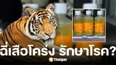 พิสดาร สวนสัตว์จีนขาย ฉี่เสือ บรรจุขวด อ้างรักษาโรค ชาวเน็ตคอมเมนต์ลั่น น่าลอง