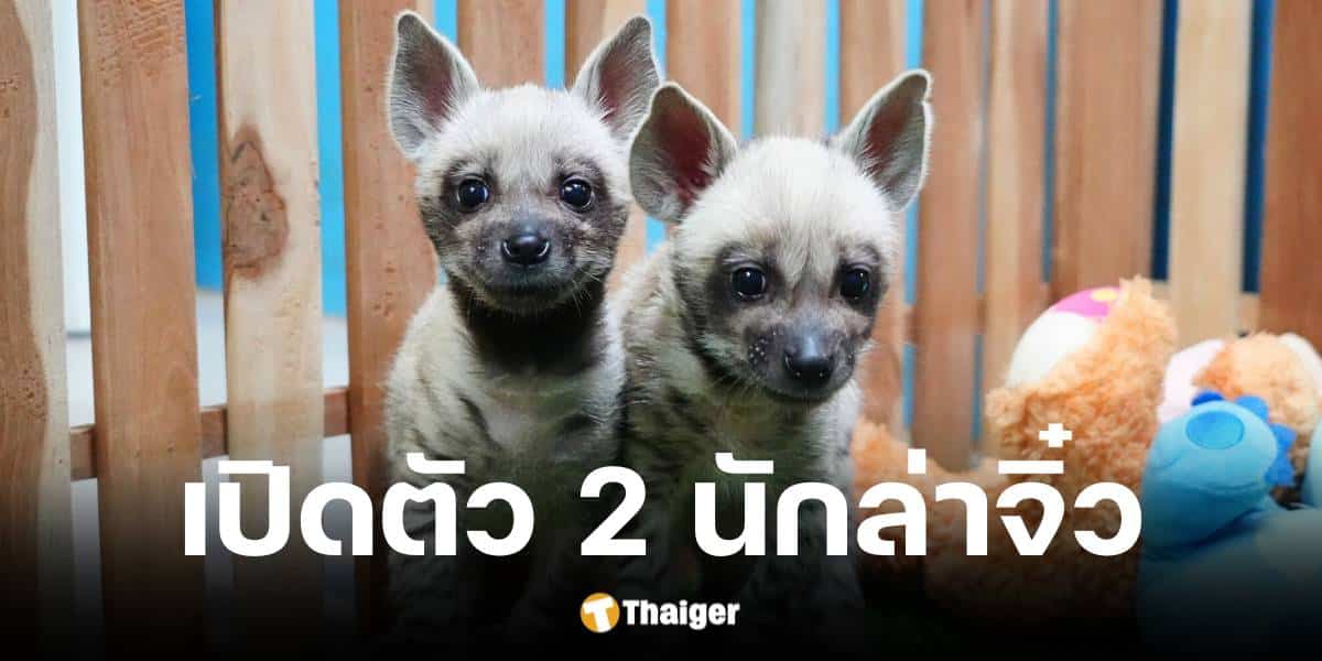 เชียงใหม่ไนท์ซาฟารีเปิดตัวลูกไฮยีน่าลายแถบ