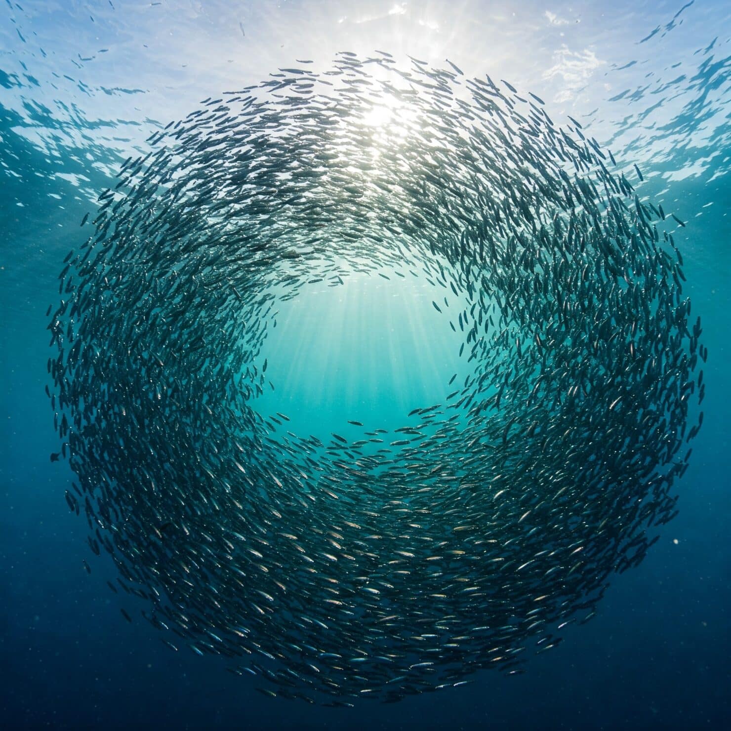 ปลาซาดีน พบเจอได้ในมหาสมุทร