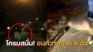 ชนควายตาย 4 ตัว