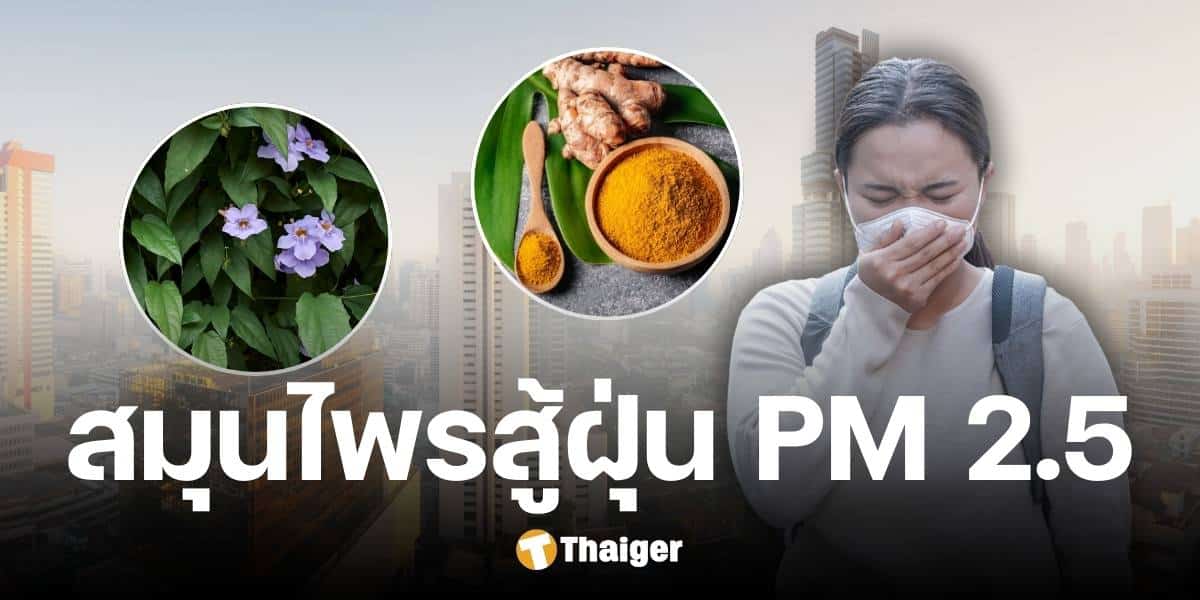 Public Health recommends herbs to care for the respiratory system and skin from PM2.5 dust.