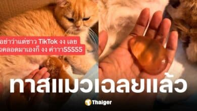 ชาวเน็ตตอบแล้ว ถุงใสปริศนาที่ออกมาก่อนแม่แมวคลอดคือถุงตั้งครรภ์