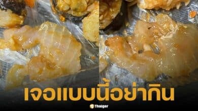 ซุชิแซลมอนปลอมทำจากปลาดอลลี่ดิบ